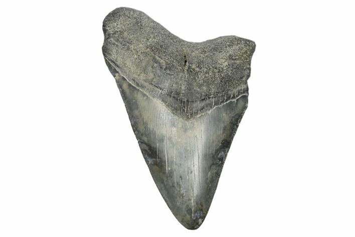 3.42" Fossil Megalodon Tooth - South Carolina